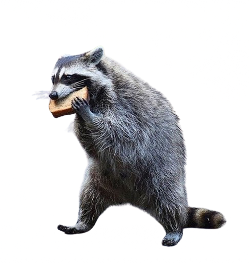 Large Left raccoon